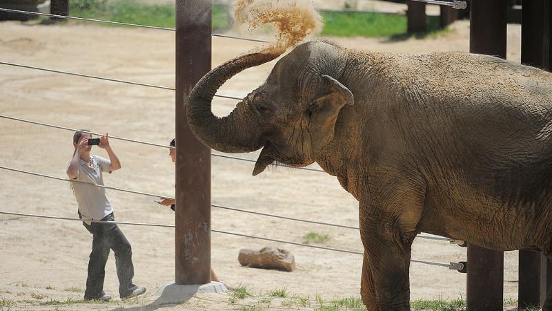 The late Smithsonian National Zoo Asian elephant Kamala